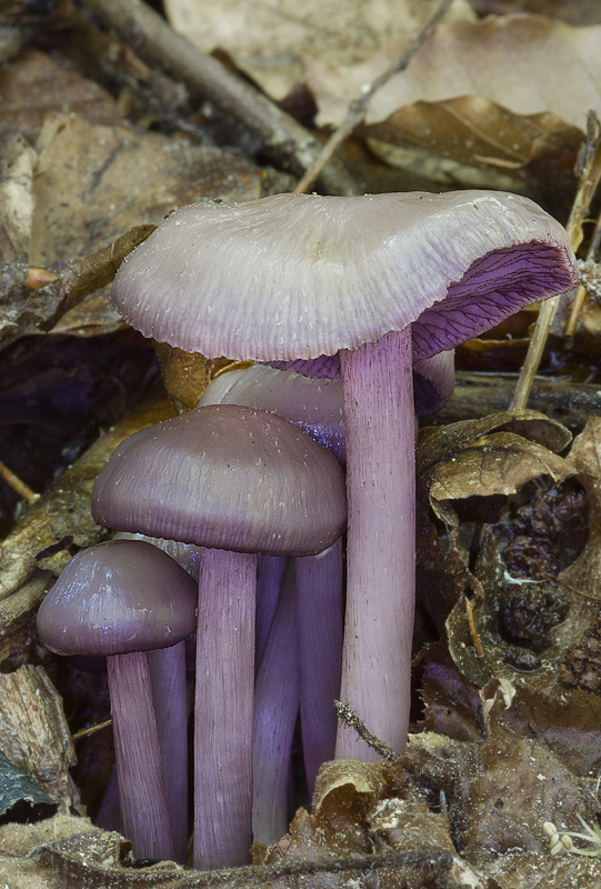 Mycena pelianthina